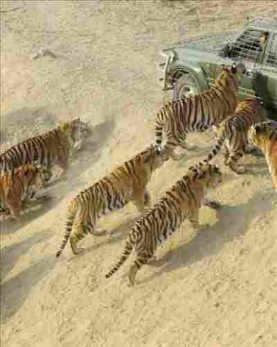 Canlı tavuğu kaplanların önüne attılar ve