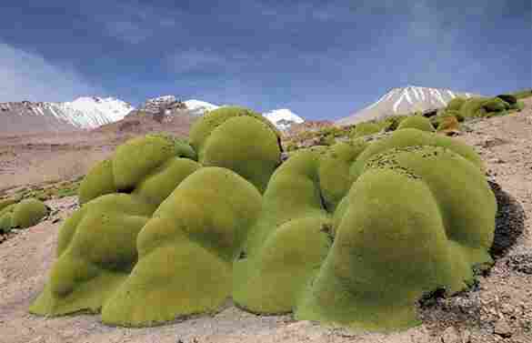 Çöl’ün ortasında maydanoz!