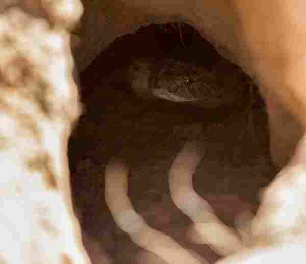 Mirketler engereğe karşı