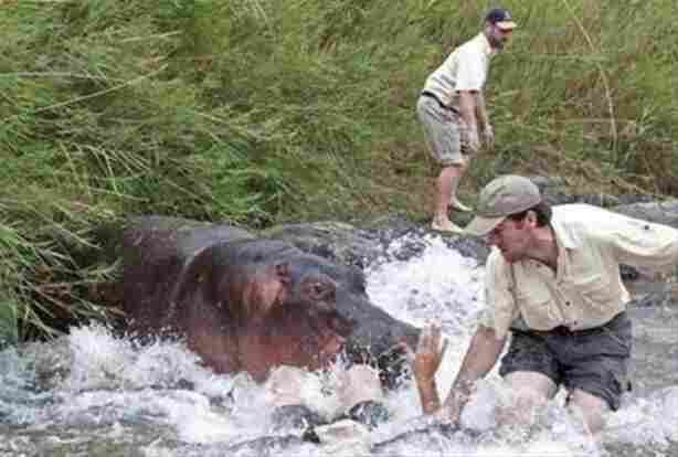 Su aygırı doktora böyle saldırdı